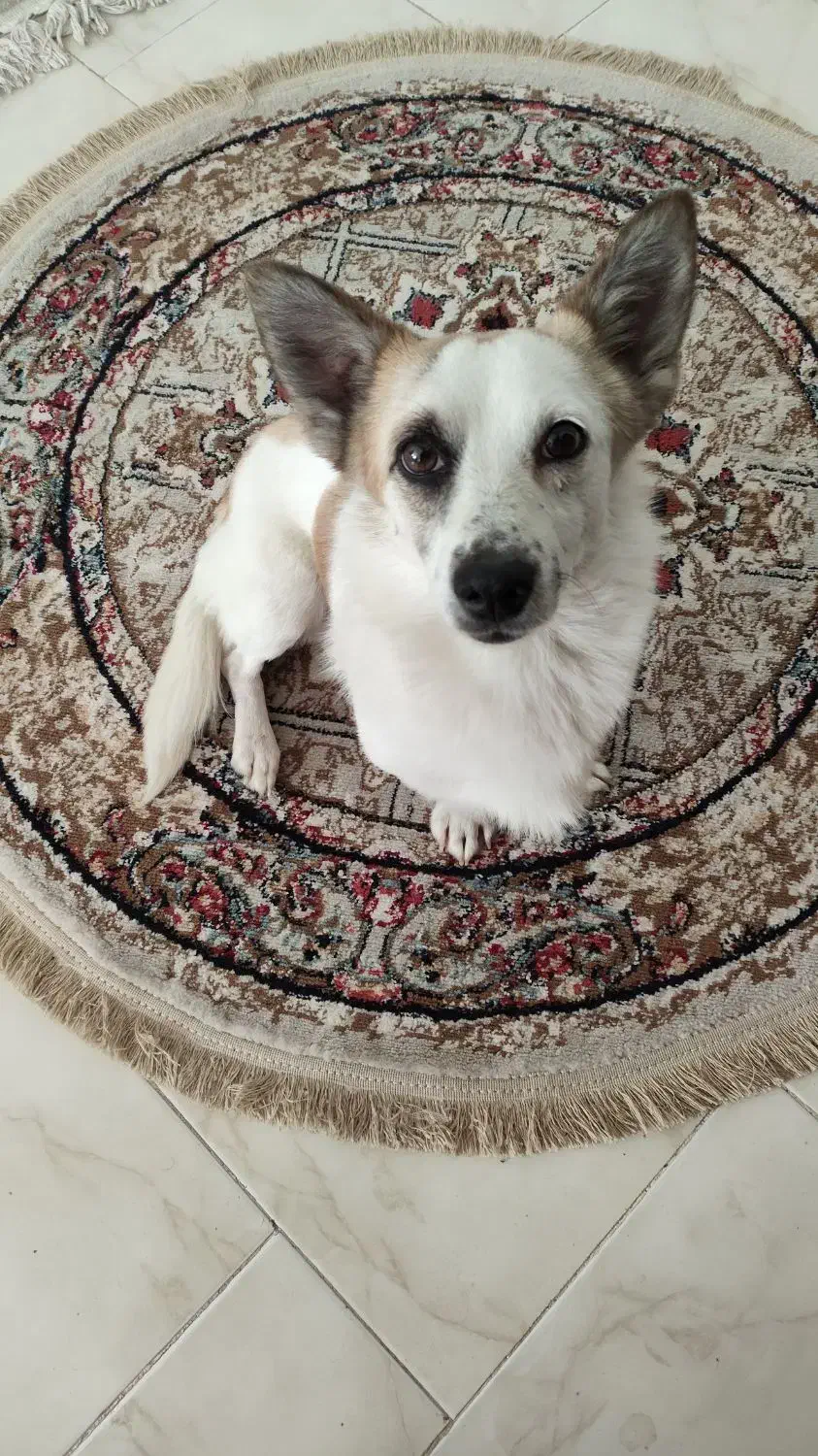 نژاد اشپیتز|سگ|کرمانشاه, |دیوار