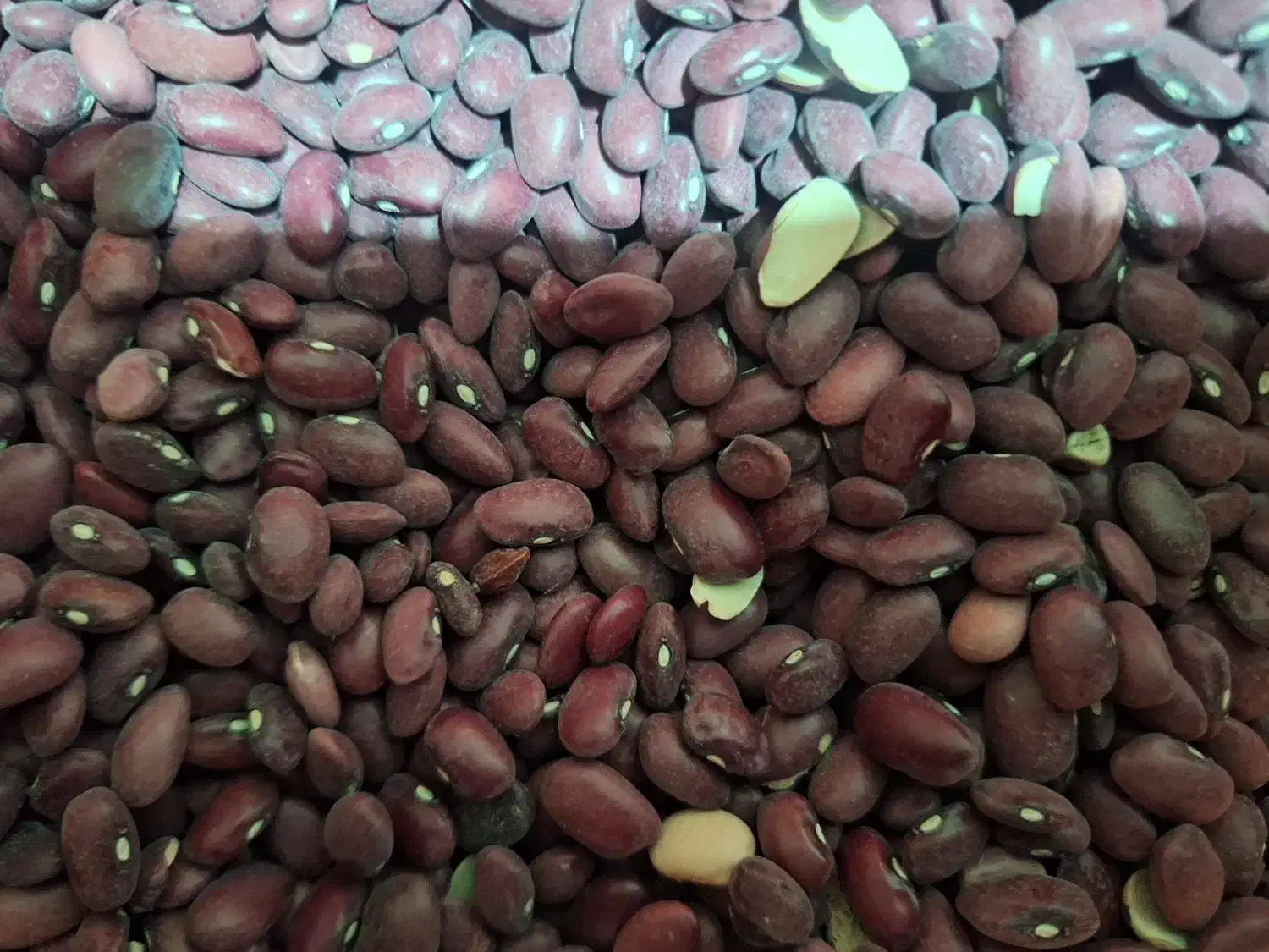 فروش ۲۴۰۰ کیلو لوبیا قرمز بوجاری شده|خوردنی و آشامیدنی|سرچهان, |دیوار