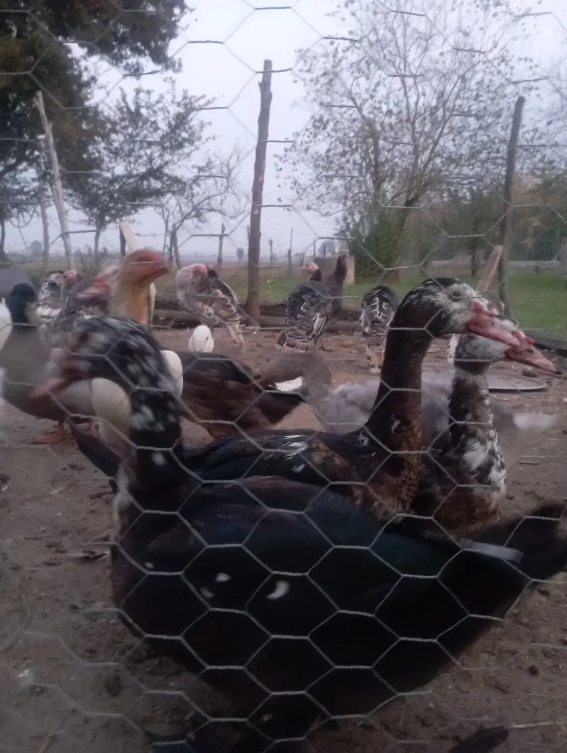 اردک اسرائیلی نر برای خوردن|حیوانات مزرعه|رضوانشهر, |دیوار