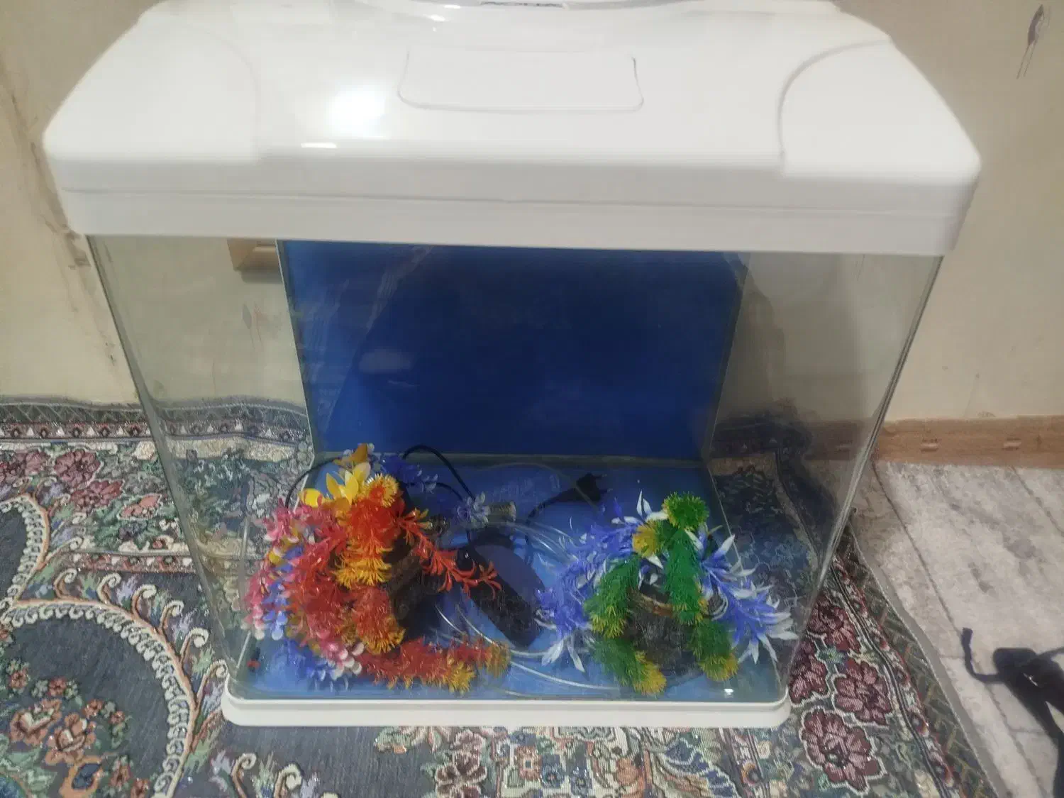 آکواریوم|ماهی|خرم‌آباد, |دیوار