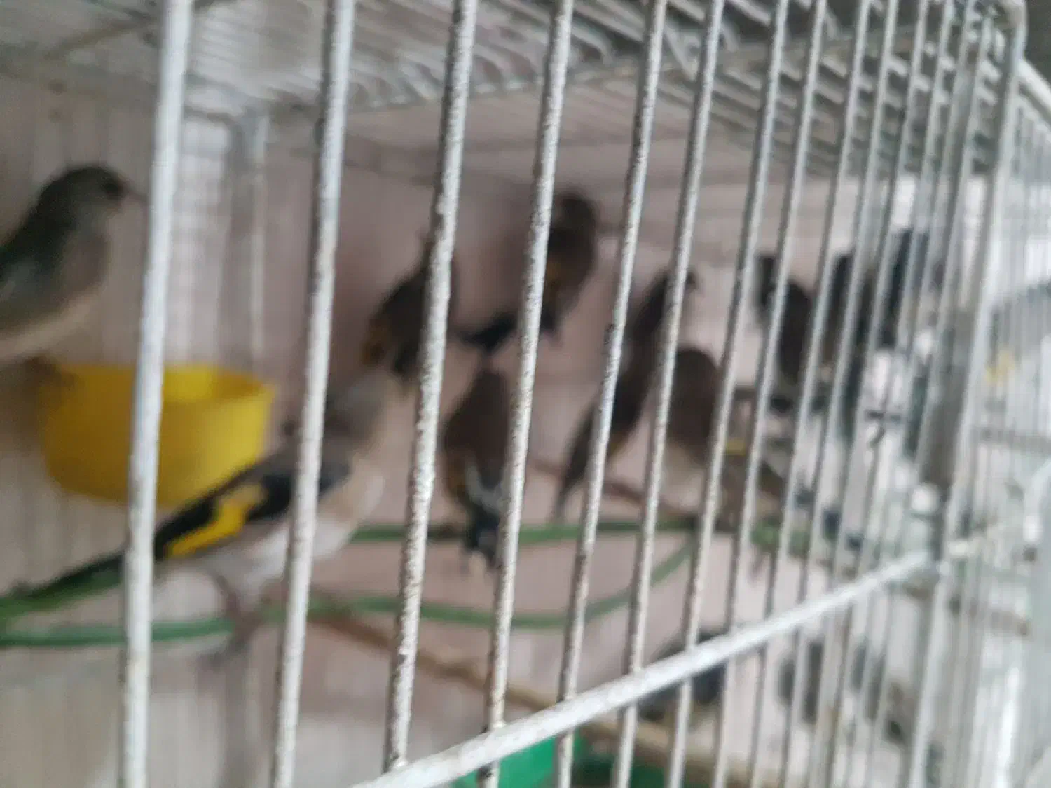 فروش سهره|پرنده|رشت, منظریه|دیوار