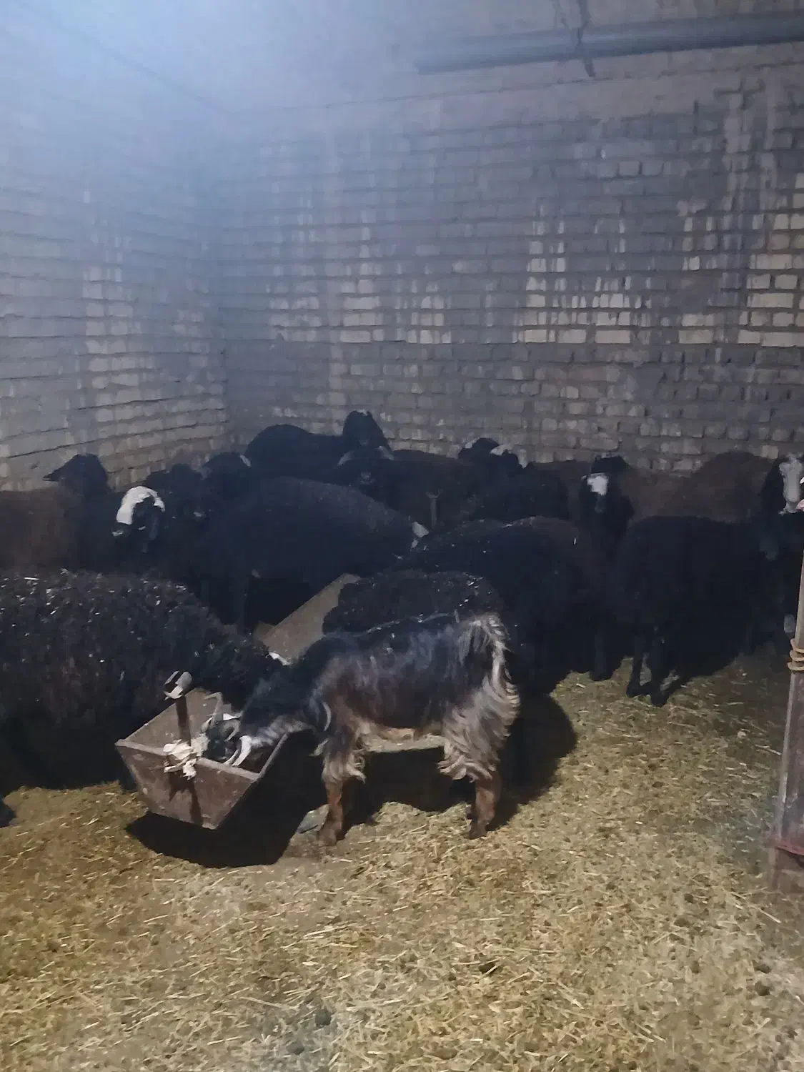 فروش بره نر و بزغاله نر|حیوانات مزرعه|قم, شهر قائم|دیوار