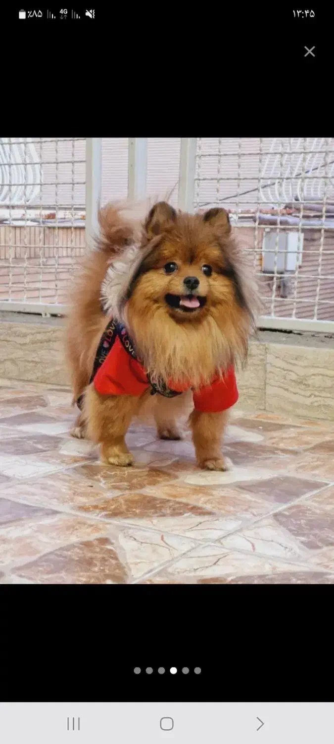 سگ پامر خرسی نر|سگ|خمینی‌شهر, |دیوار