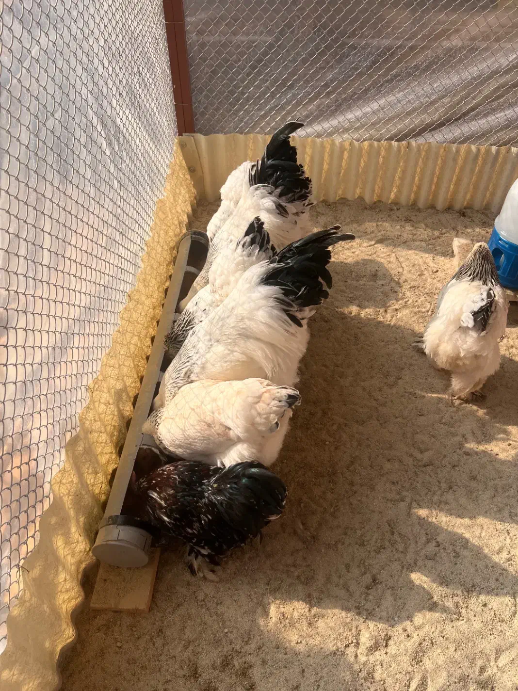 تخم نطفه دار برهما لایت ازمولدین غول پیکر|حیوانات مزرعه|کاشان, صفی آباد|دیوار