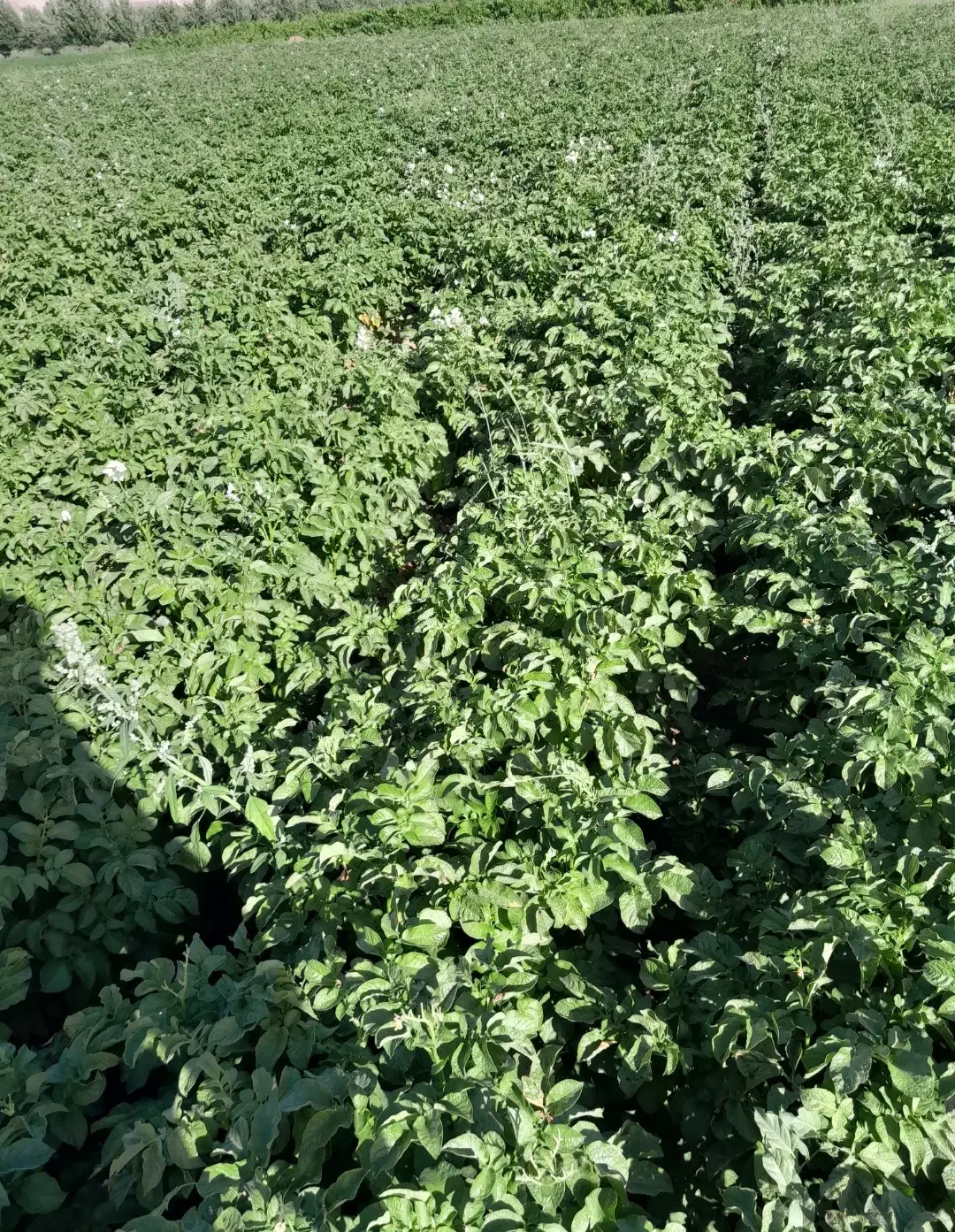 سیبزمینی|خدمات باغبانی و درختکاری|کشاورز, |دیوار