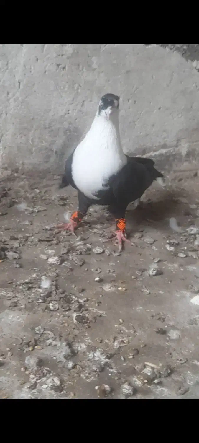 مخمل|پرنده|برازجان, |دیوار