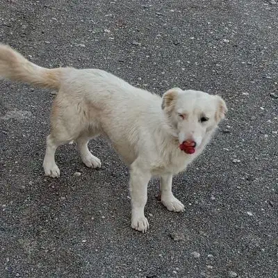 سگ مادی|سگ|زاهدان, |دیوار