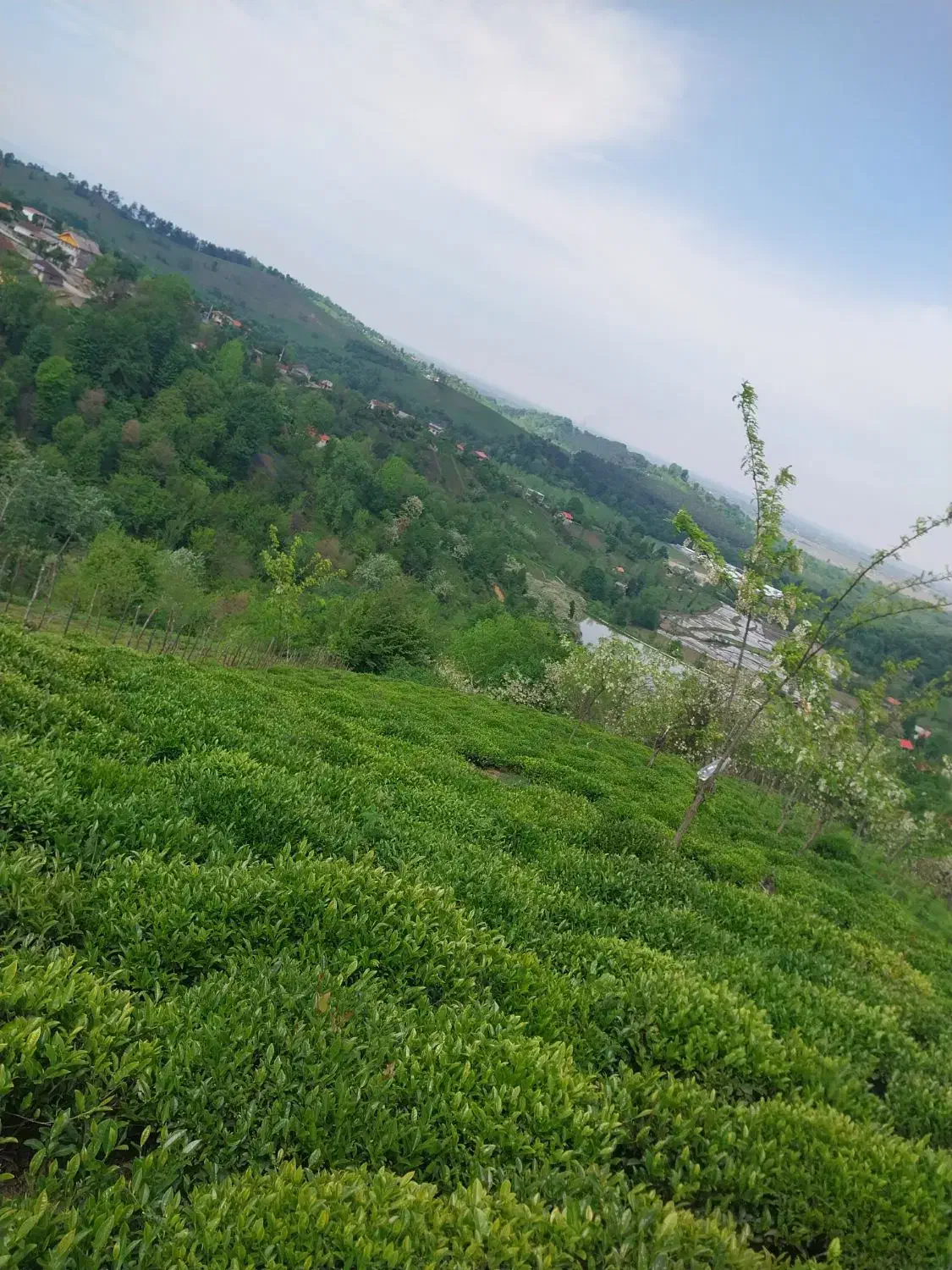 زمین باغی|فروش زمین و ملک کلنگی|سیاهکل, |دیوار