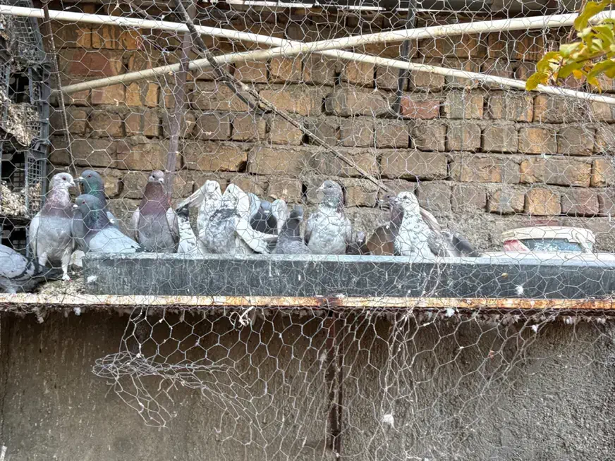 تعدادی کفتر یکجا فروخته می‌شود|پرنده|ساوه, |دیوار