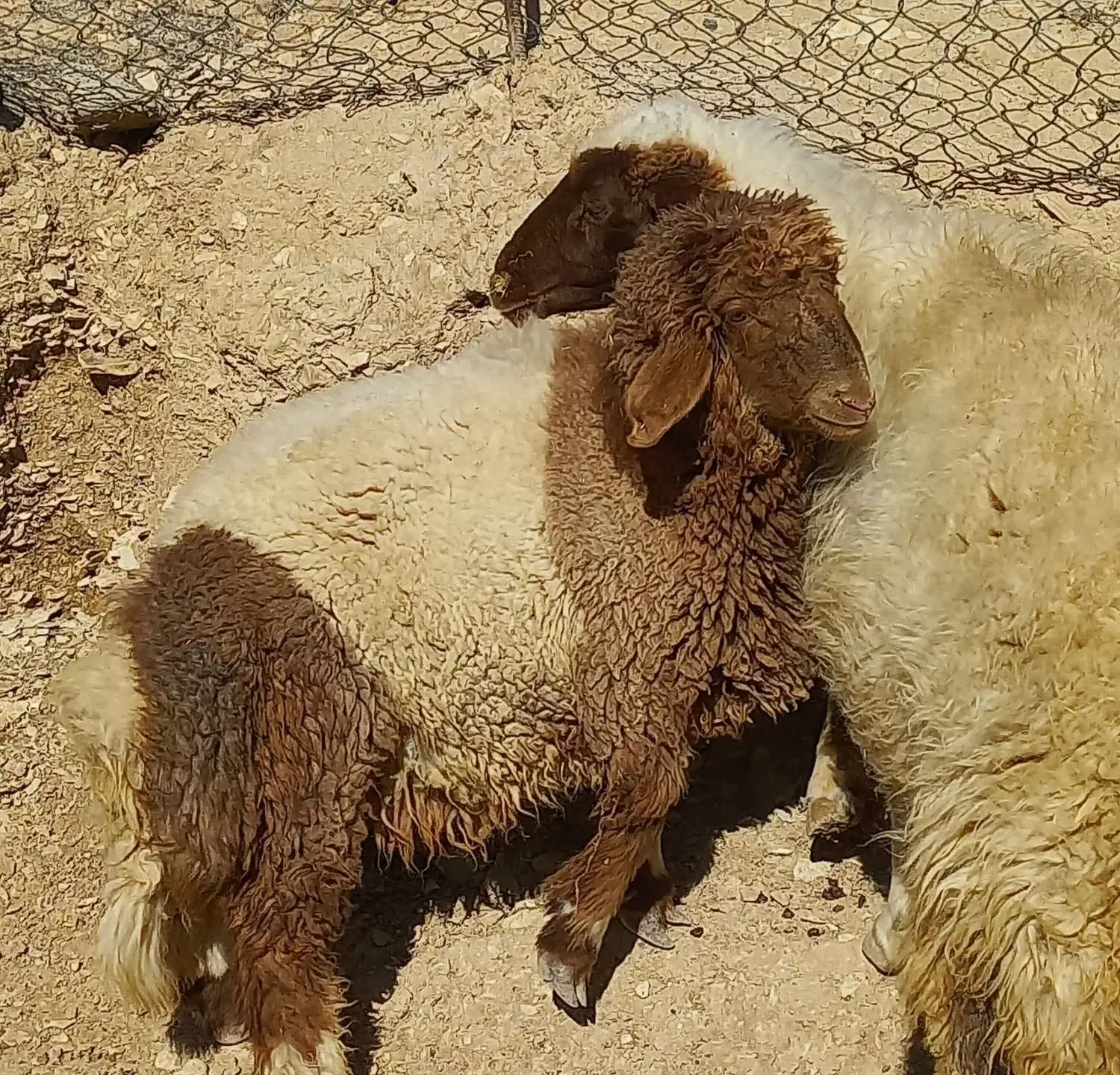 بره|حیوانات مزرعه|ایلام, |دیوار