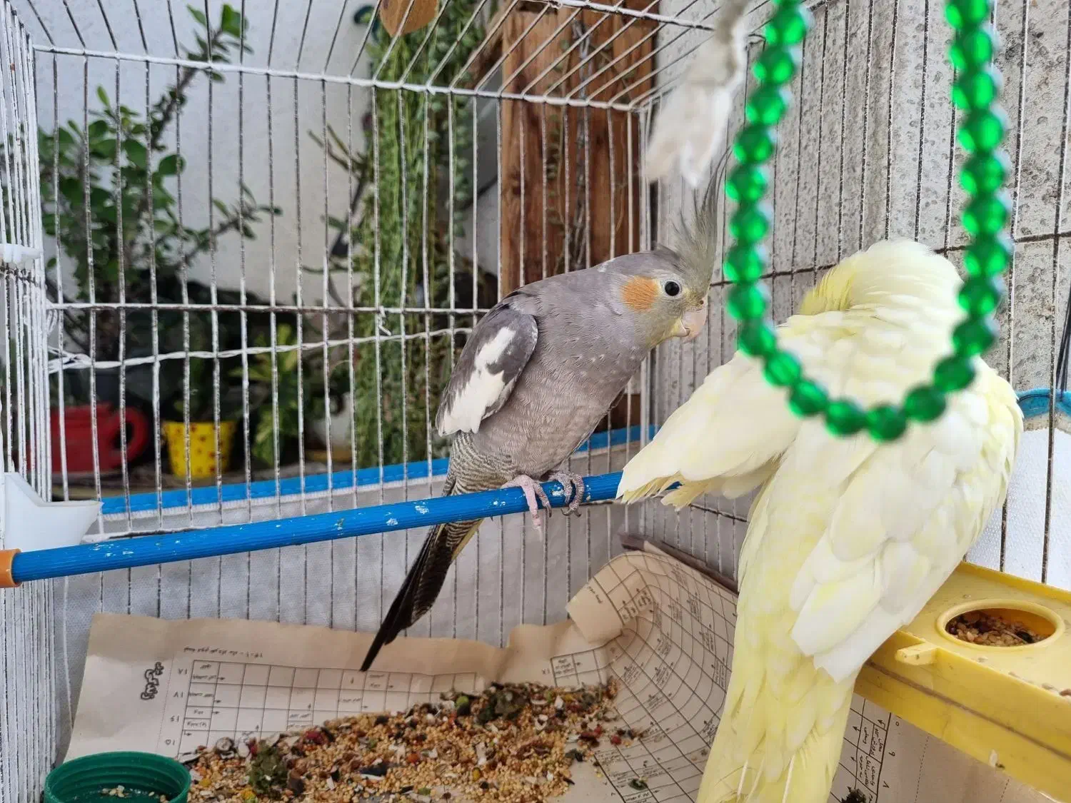 عروس هلندی|پرنده|بندر انزلی, کوی واحدی|دیوار