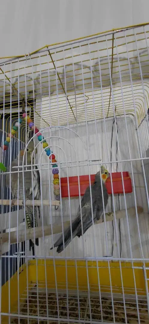 فروش یک جفت عروس هلندی ویک جفت طوطی برزیلی|پرنده|داراب, |دیوار