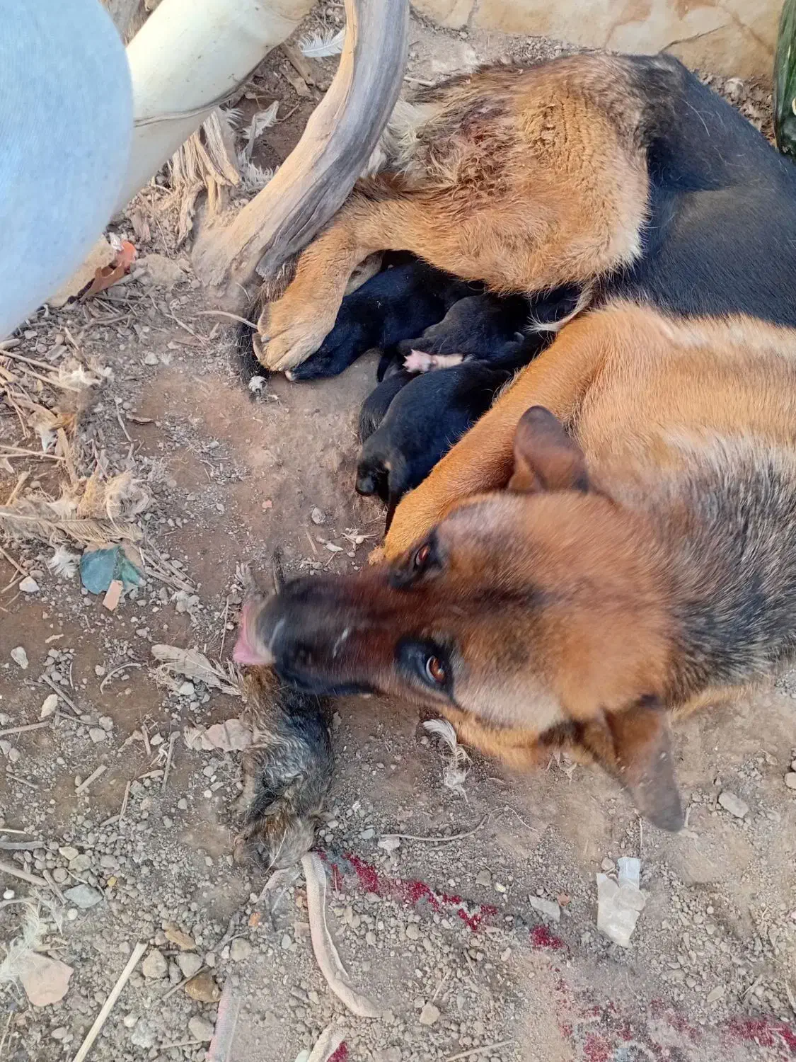 واگزاری دوعدد ژرمن ماده|سگ|سبزوار, شرق کال عیدگاه|دیوار