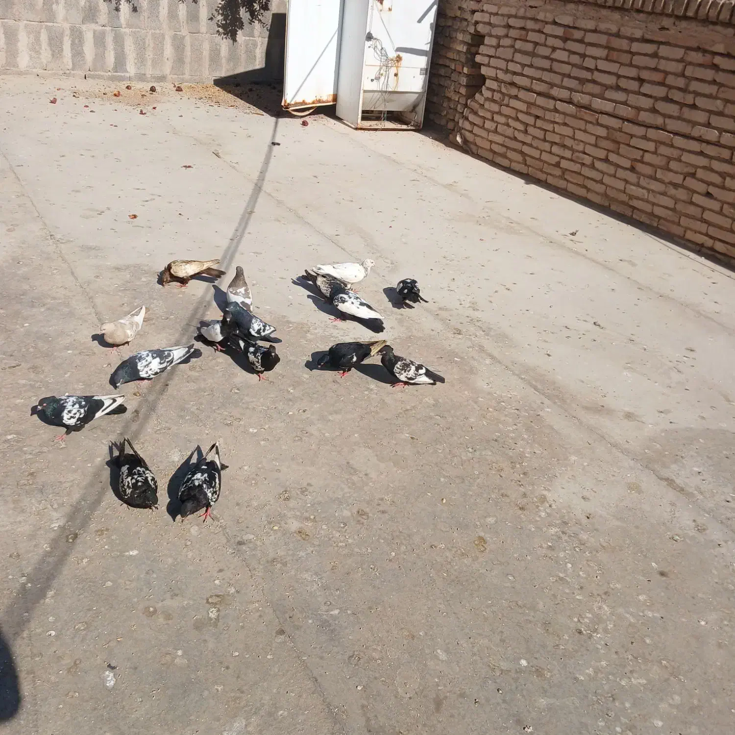 بله سینه ای|پرنده|بهرمان, |دیوار