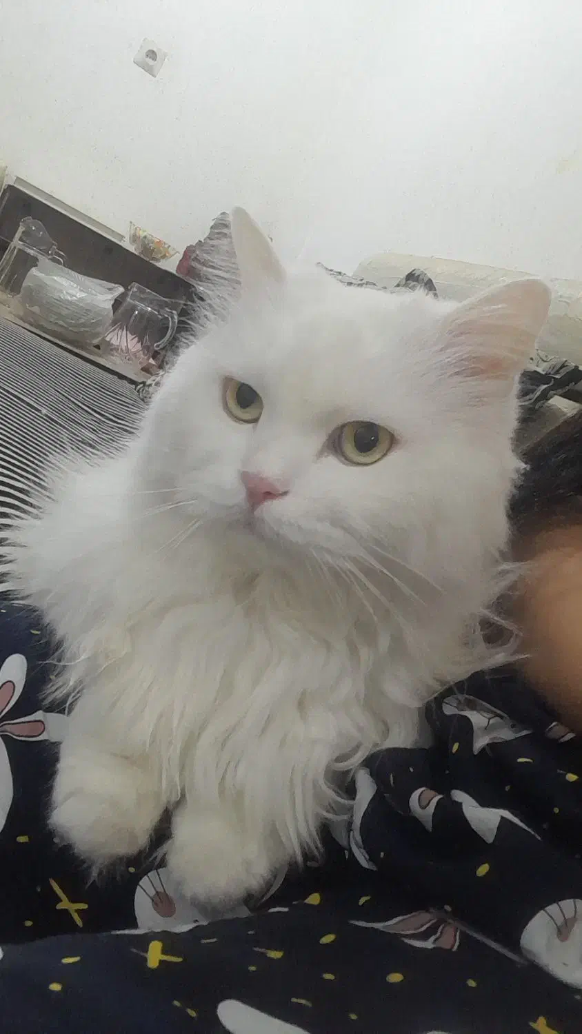 گربه پرشین برای واکذاری|گربه|بندر امام خمینی, |دیوار