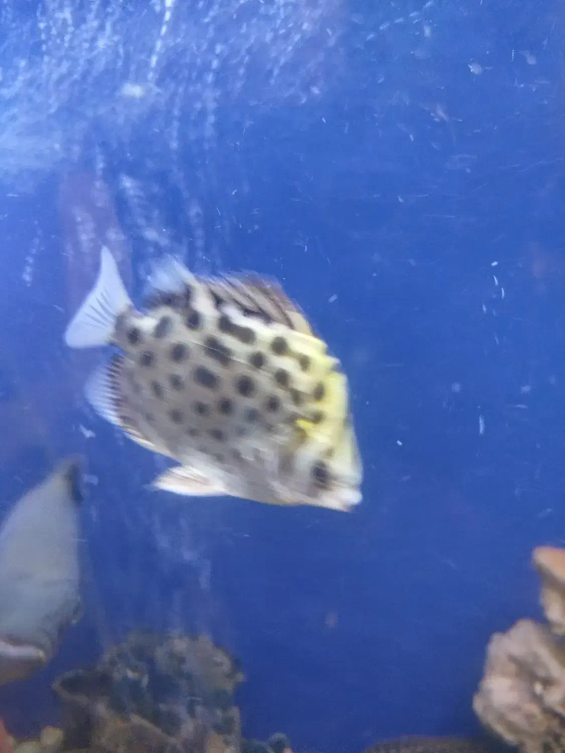 سیلور اسکات|ماهی|ری, سیزده آبان|دیوار