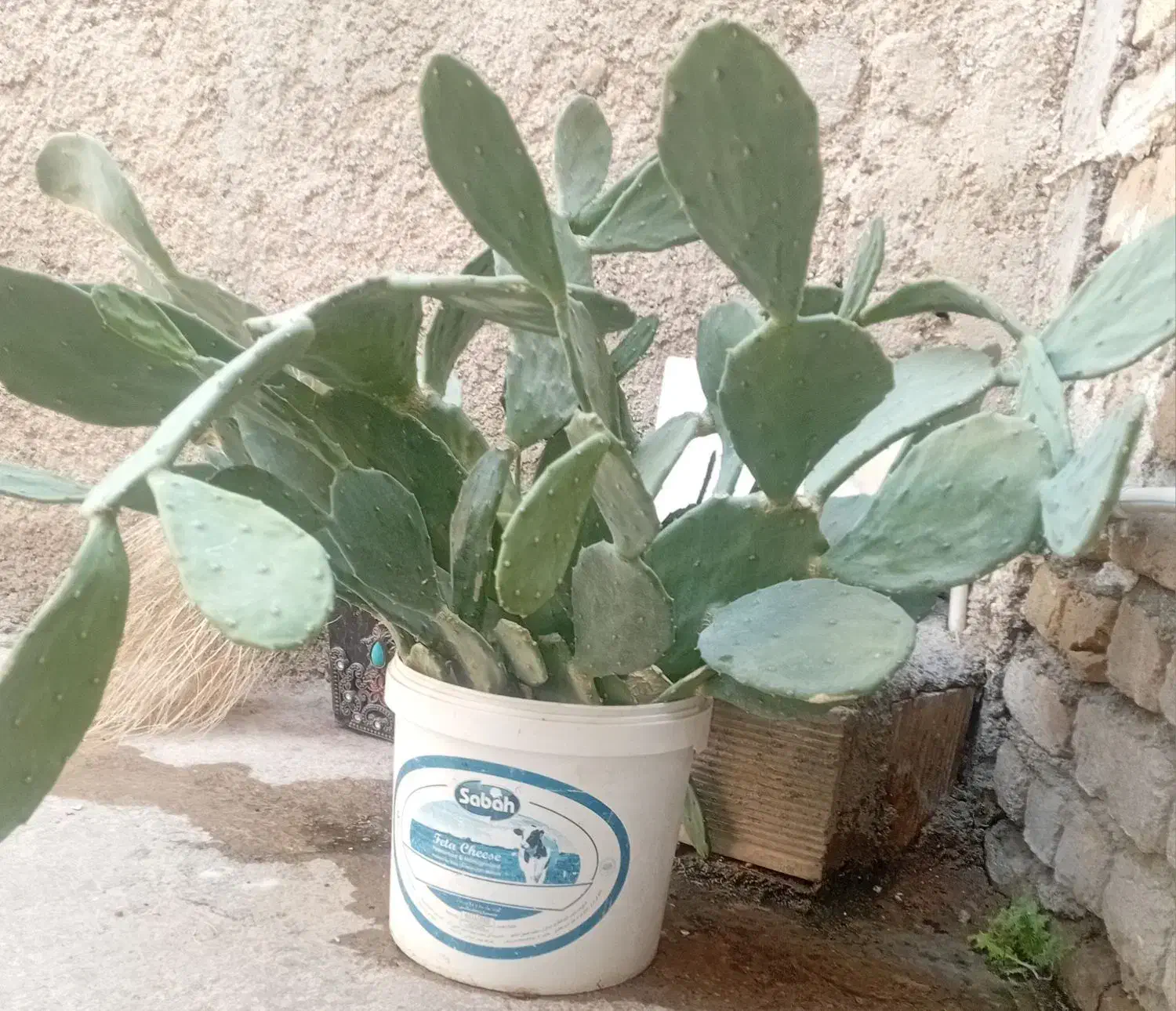 کاکتوس|گل و گیاه طبیعی|اسلام‌‌آباد غرب, |دیوار