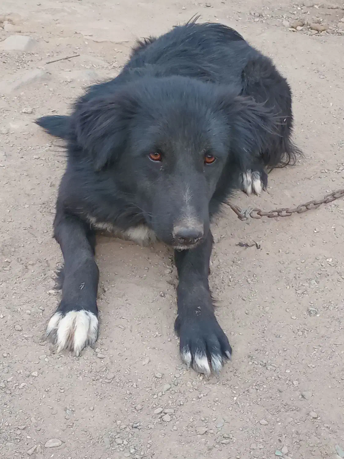 سگ  نر|حیوانات|مشهد, نیزه|دیوار