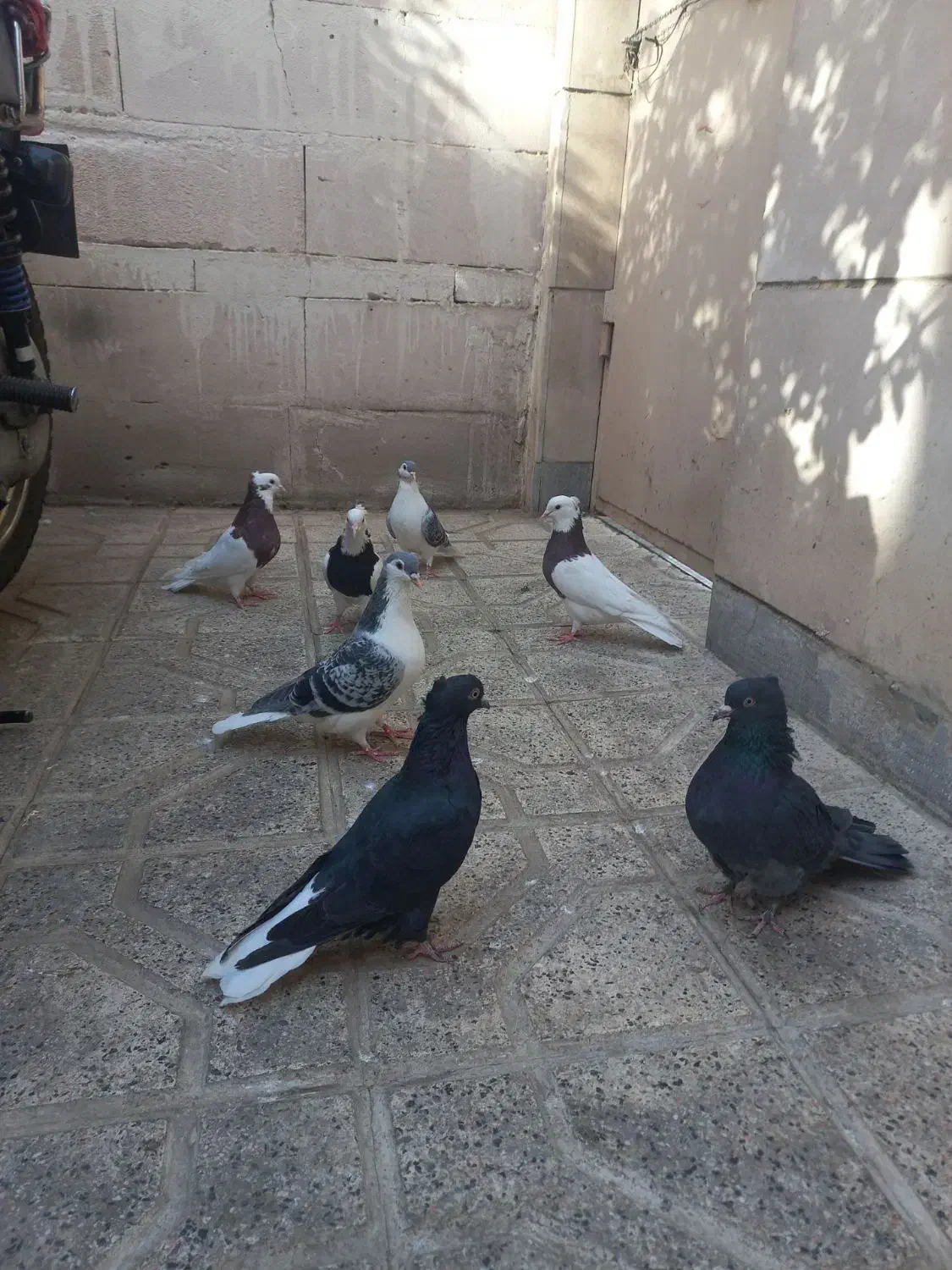 حراج (طوقی،ساده،دمسفید)|پرنده|مشهد, کارمندان دوم|دیوار