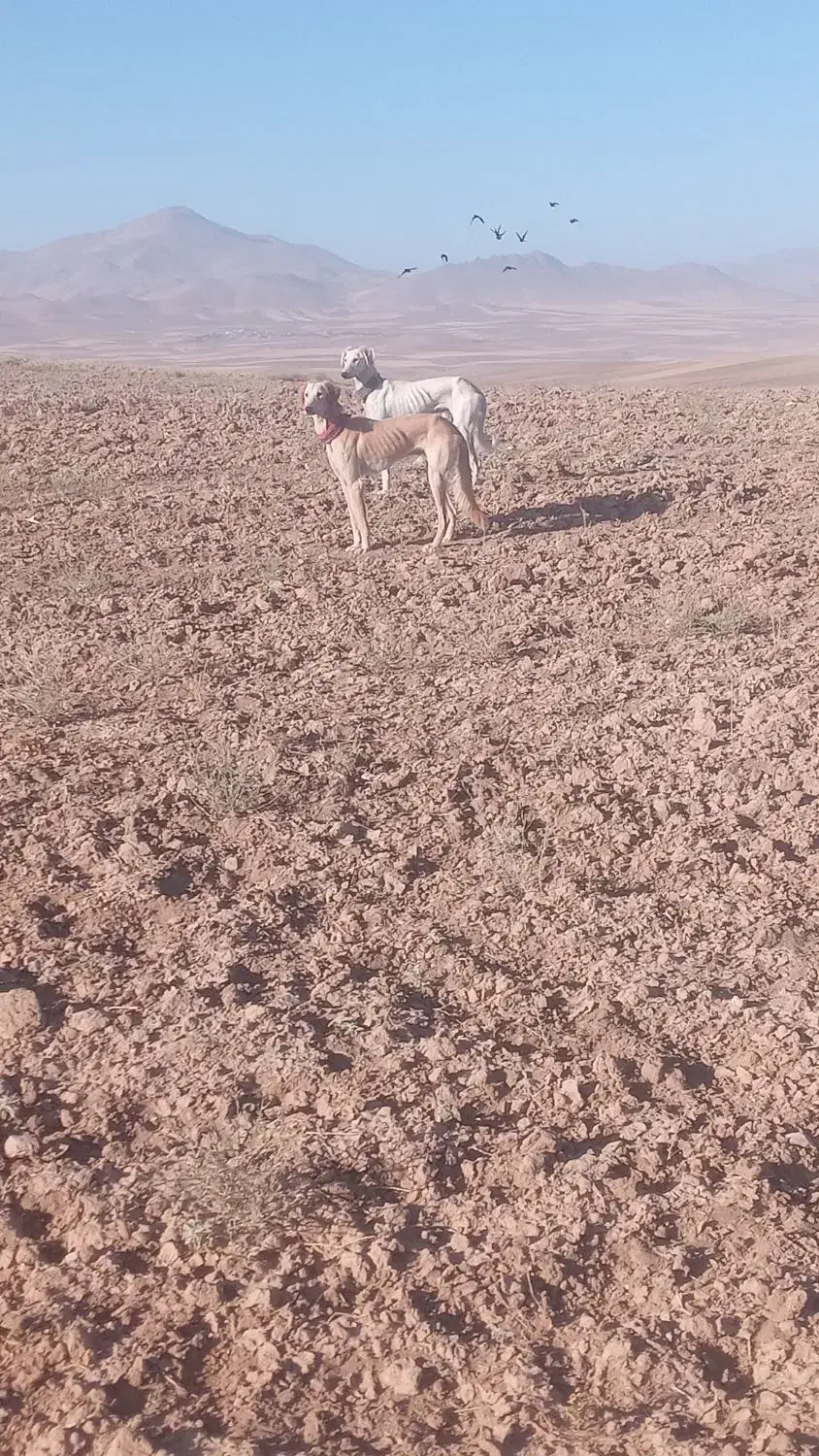 سگ دورگ تازی شکاری گله ای|سگ|سنقر, |دیوار