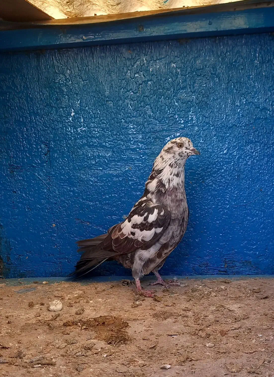 کفتر ۱۱تا غریب گیری|پرنده|ری, سرتخت|دیوار