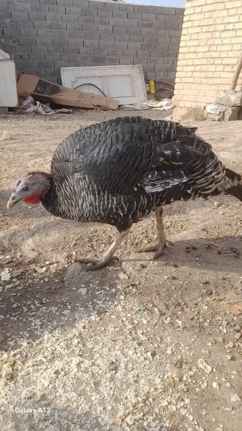 بوقلمونماده|حیوانات مزرعه|دماوند, دماوند|دیوار