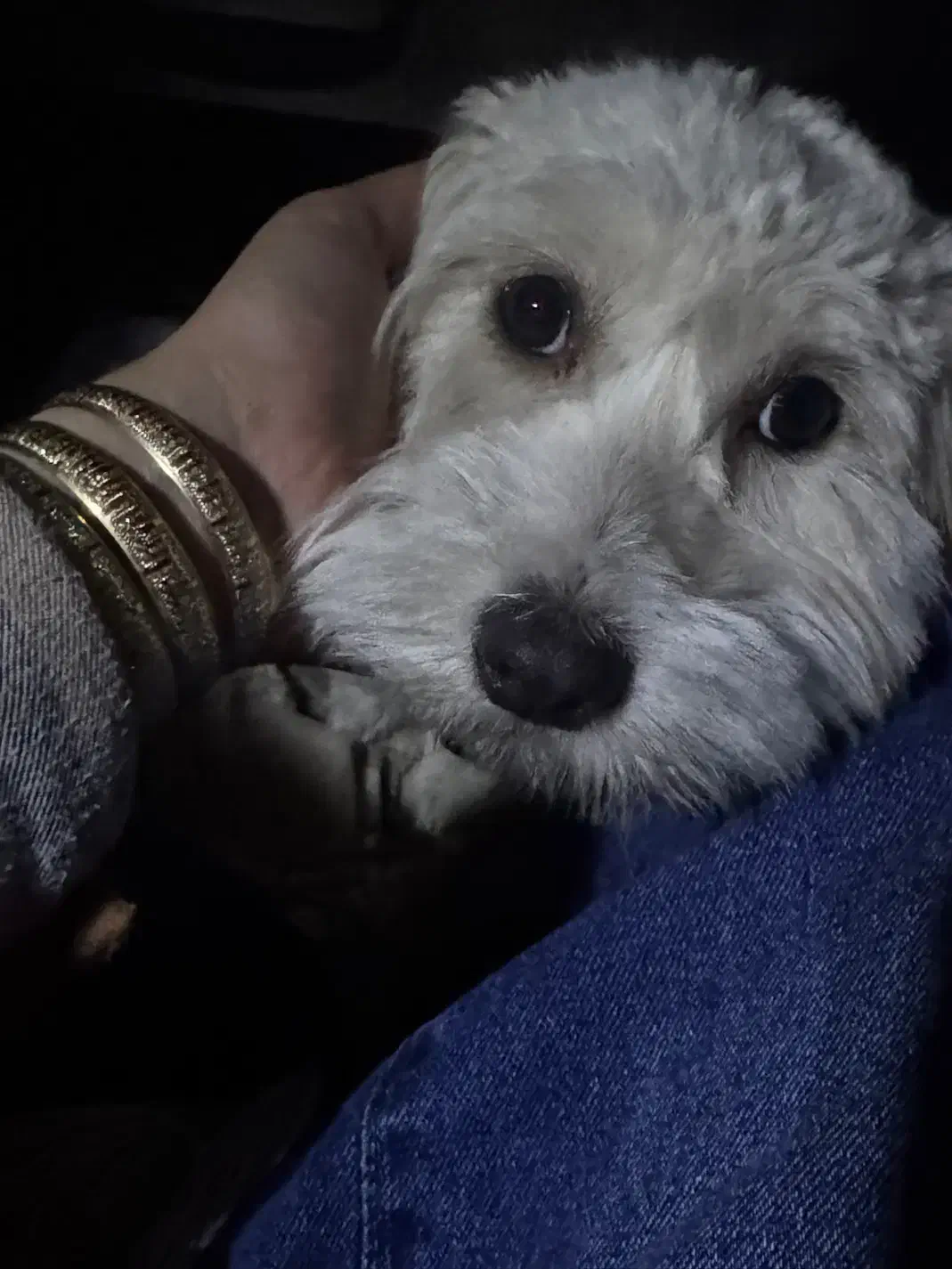 فروش سگ معاوضه با پرنده|سگ|یزد, |دیوار