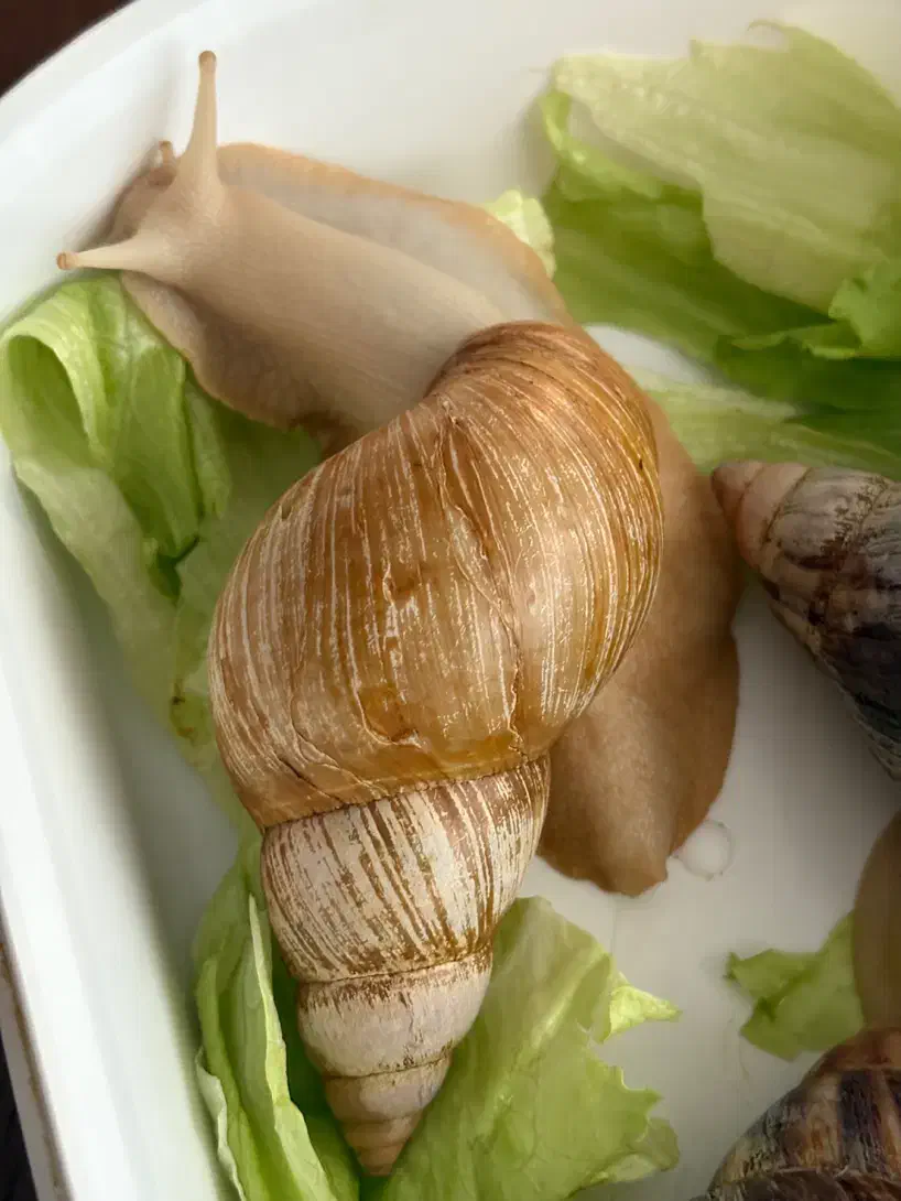 حلزون طبی بزرگ|خزنده|اصفهان, بهارستان|دیوار