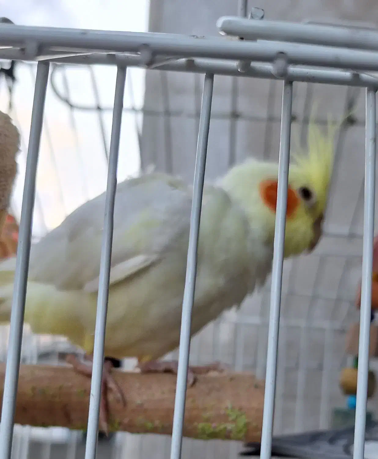 جوجه عروس هلندی لوتینو|پرنده|صومعه‌سرا, |دیوار