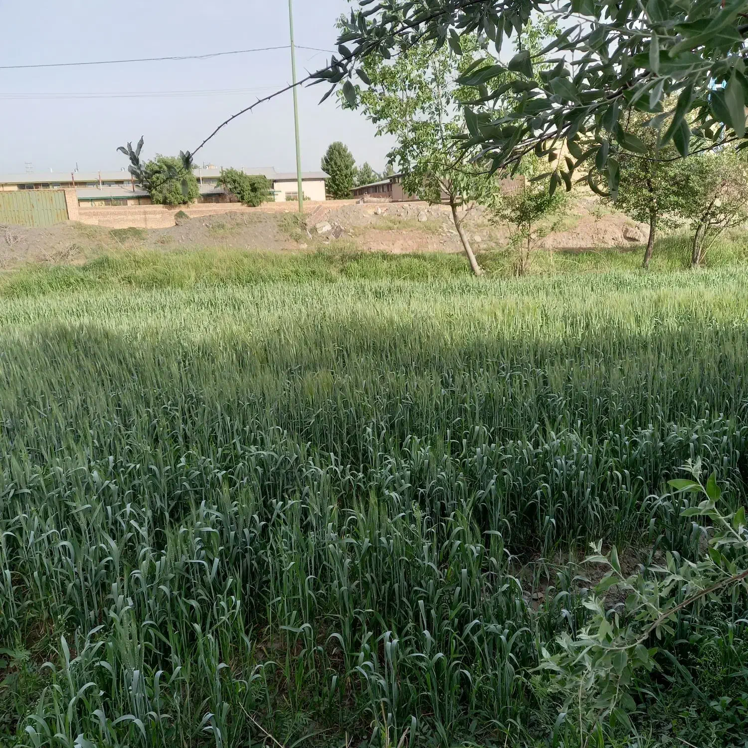 یک هکتار زمین کشاورزی دیوار به دیوار شهرک صنعتی|فروش دفتر صنعتی، کشاورزی، تجاری|سیلاخور, |دیوار