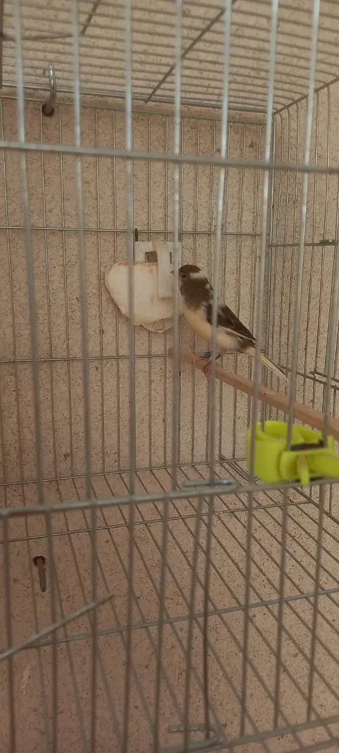 قناری|پرنده|قزوین, |دیوار