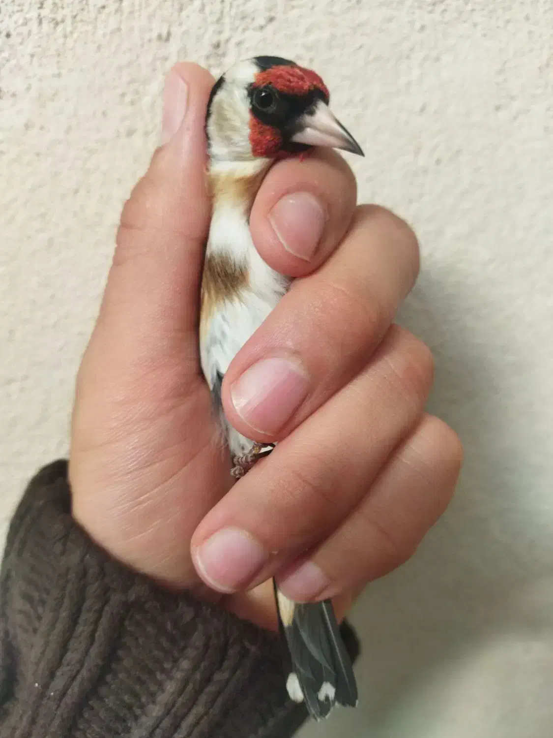 سهره|پرنده|تهران, ترمینال جنوب|دیوار