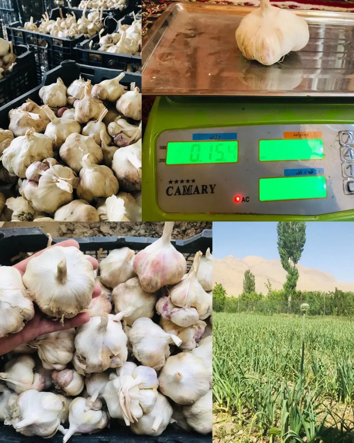 سیر بذر|خوردنی و آشامیدنی|قره چای, |دیوار