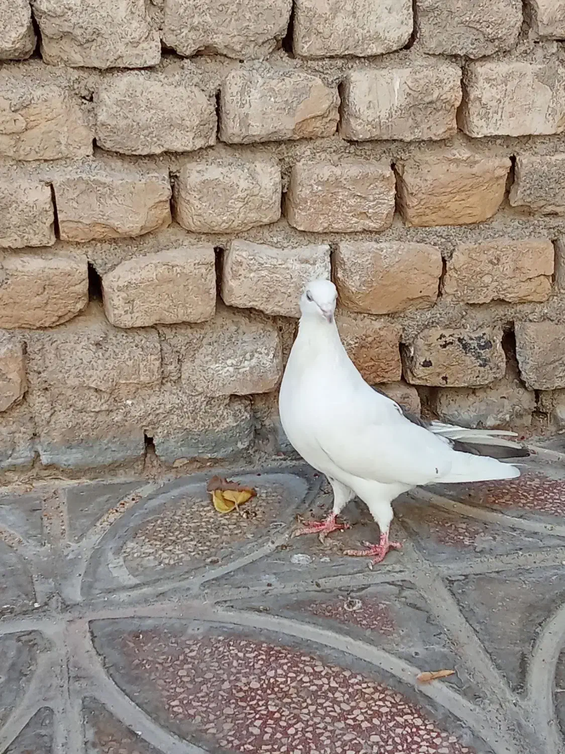 200 پرشی|پرنده|قوچان, |دیوار