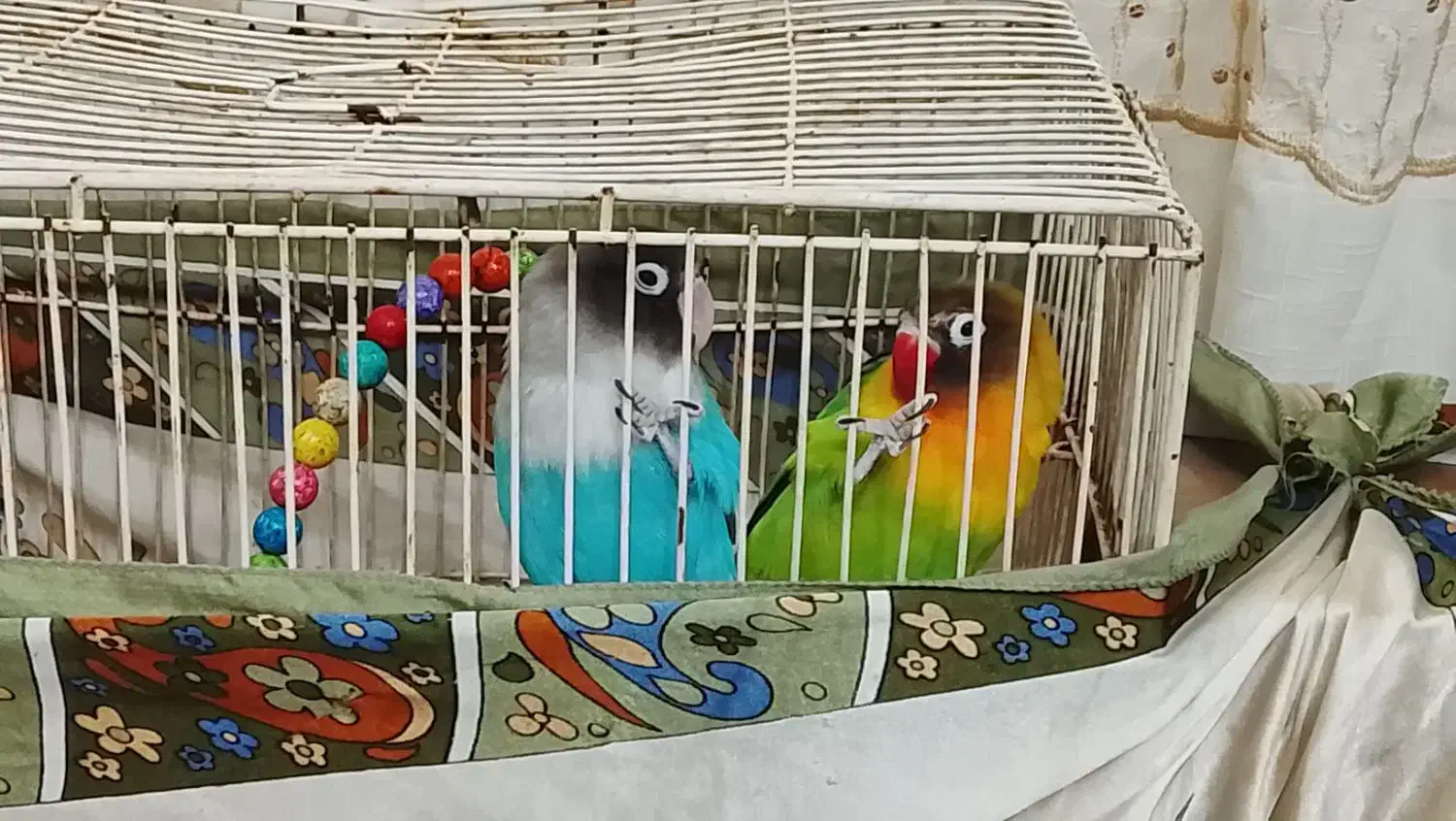 یک جفت کوتوله|پرنده|مشهد, طبرسی شمالی|دیوار