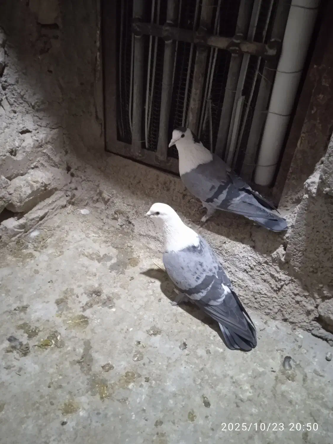 نر و ماده بدرنگ دم سفید کلایی|پرنده|ماهان, |دیوار