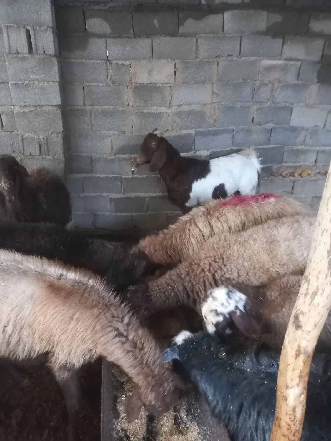 بز فروشی|حیوانات مزرعه|آزادشهر, |دیوار