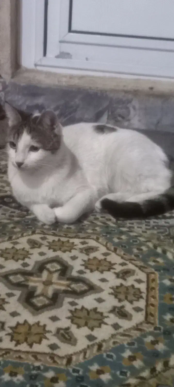 دو گربه دختر|گربه|مشگین شهر, |دیوار