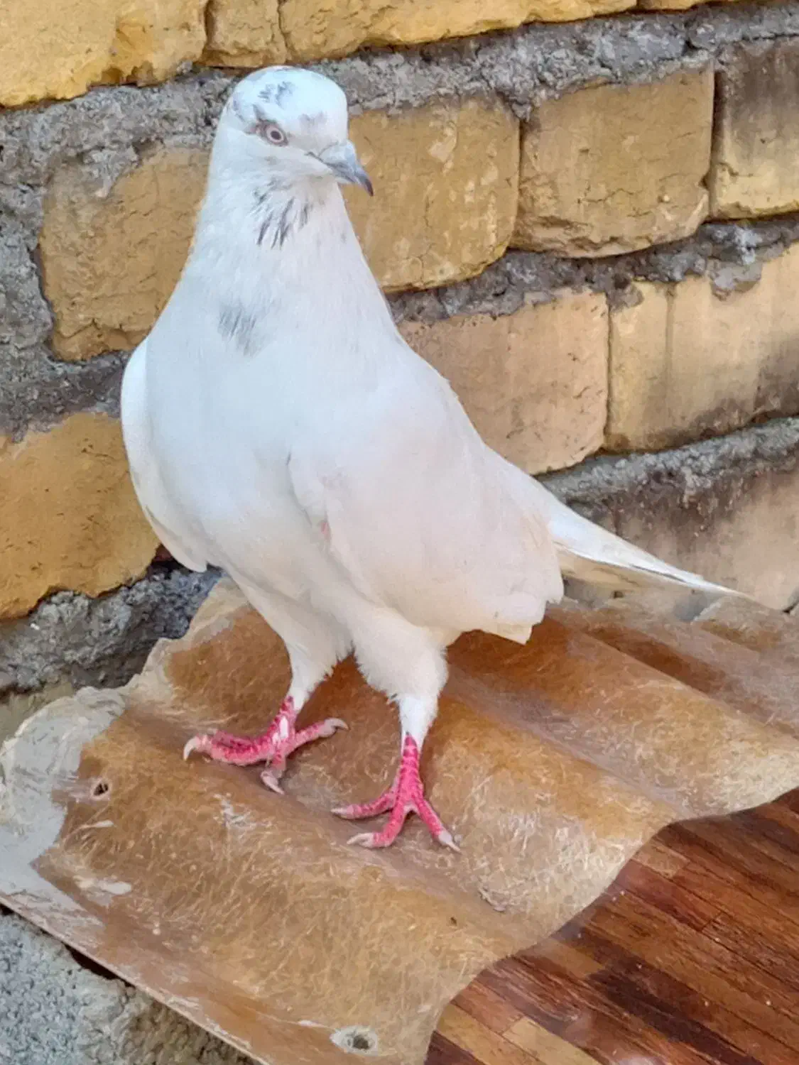 کبوتر|پرنده|شفت, |دیوار