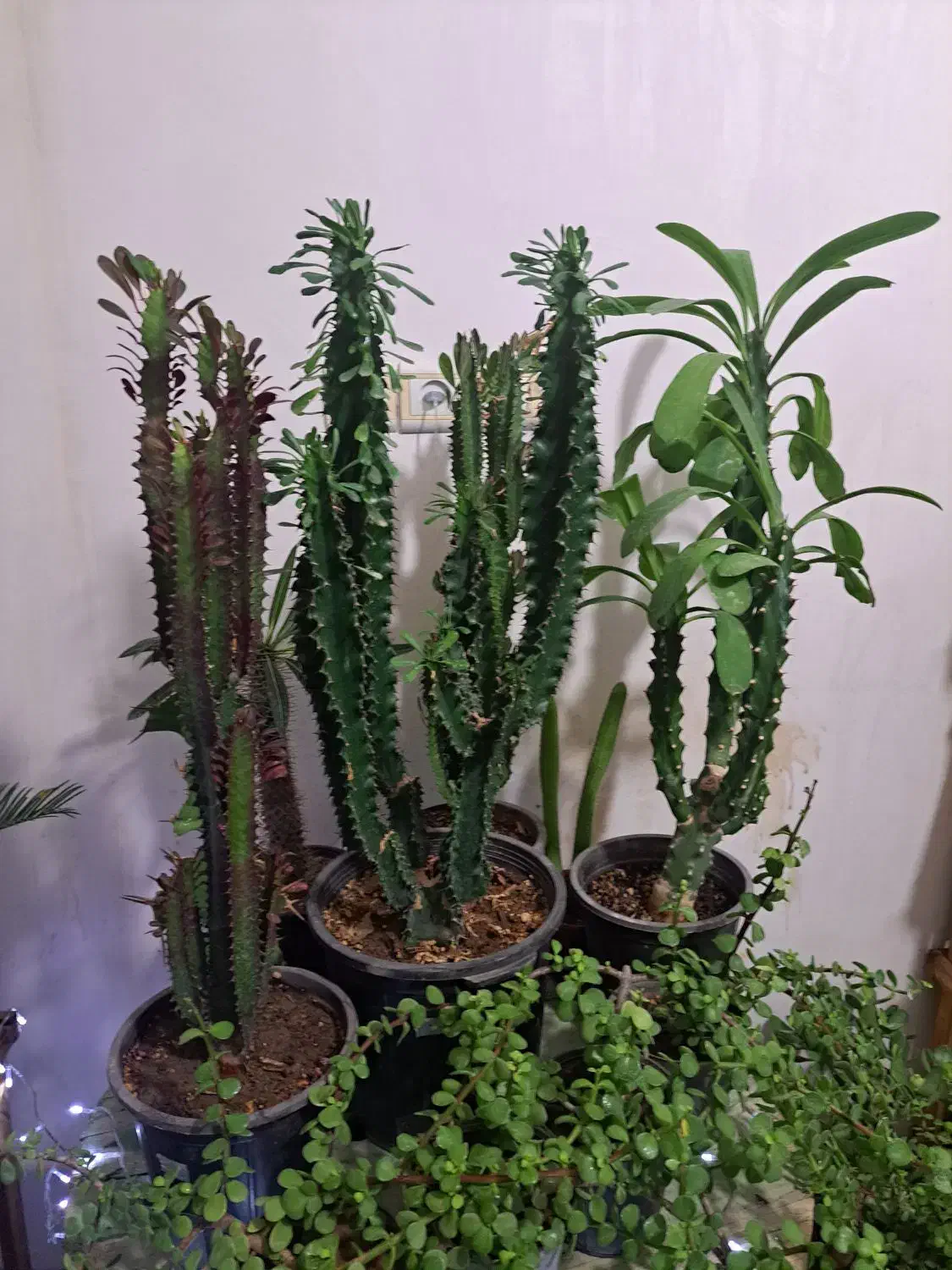 فروش فوقالعاده گل های آپارتمانی|گل و گیاه طبیعی|بیرجند, |دیوار