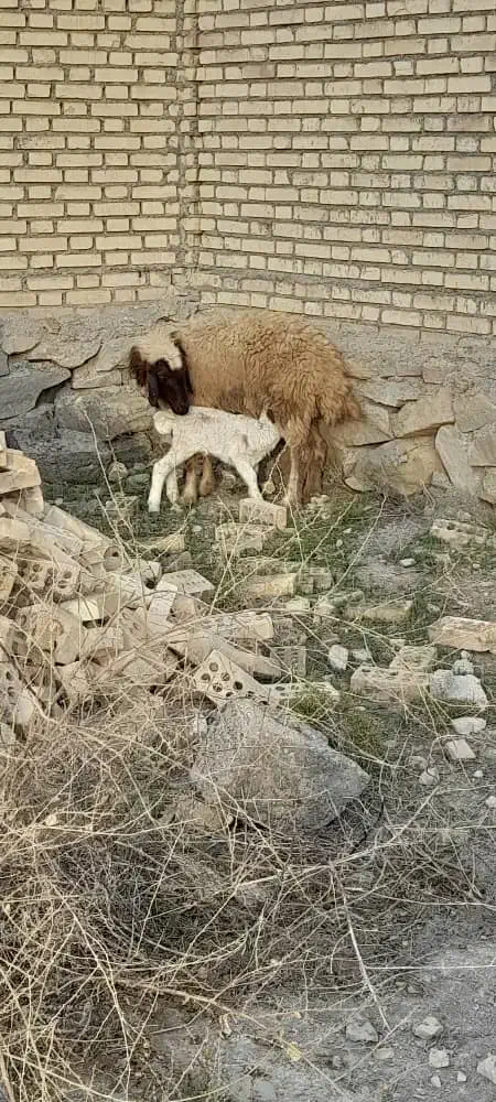 کرخه|حیوانات مزرعه|کرخه, |دیوار