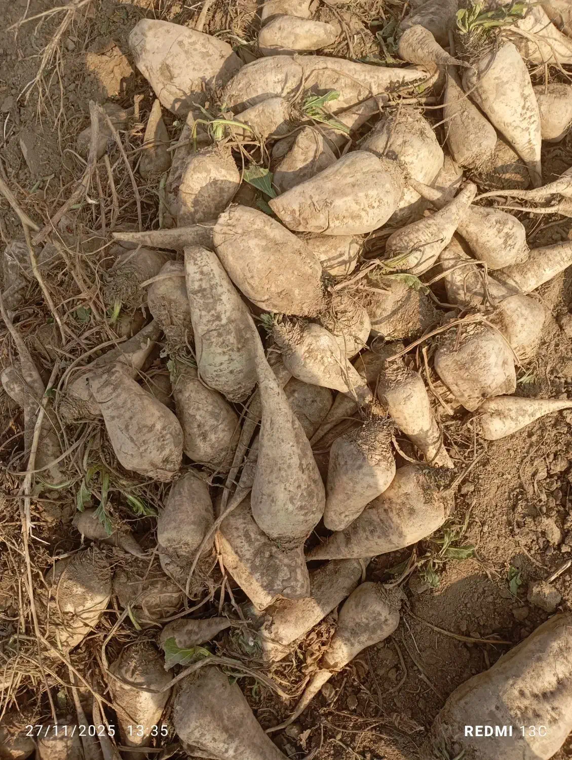 چغندر دامی|لوازم جانبی حیوانات|میاندوآب, |دیوار