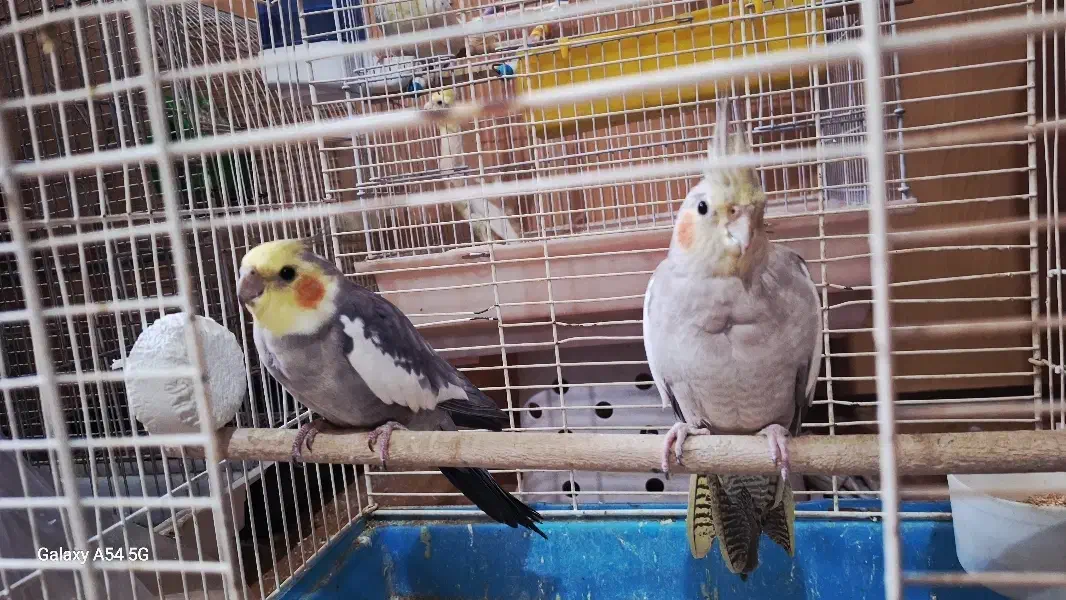 عروس هلندی مولد|پرنده|اصفهان, گلزار|دیوار