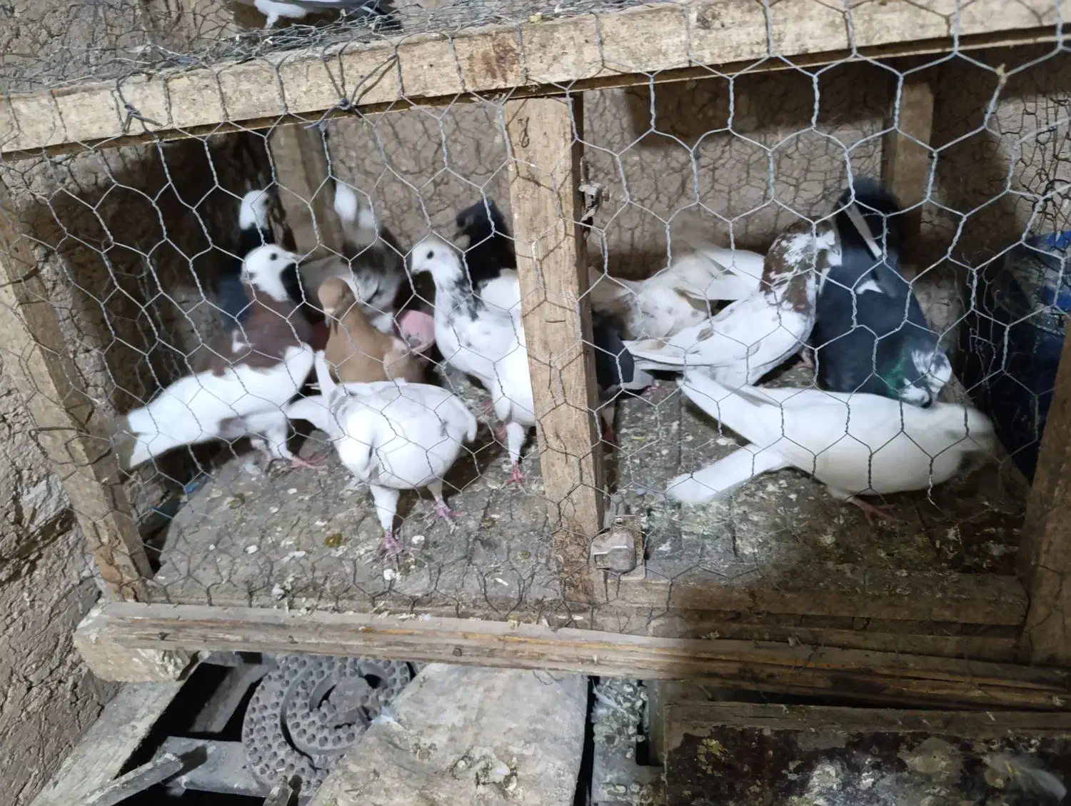 کبوتر|پرنده|زرنه, |دیوار