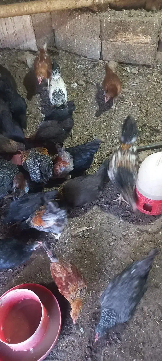 مرغ|حیوانات مزرعه|پاوه, |دیوار