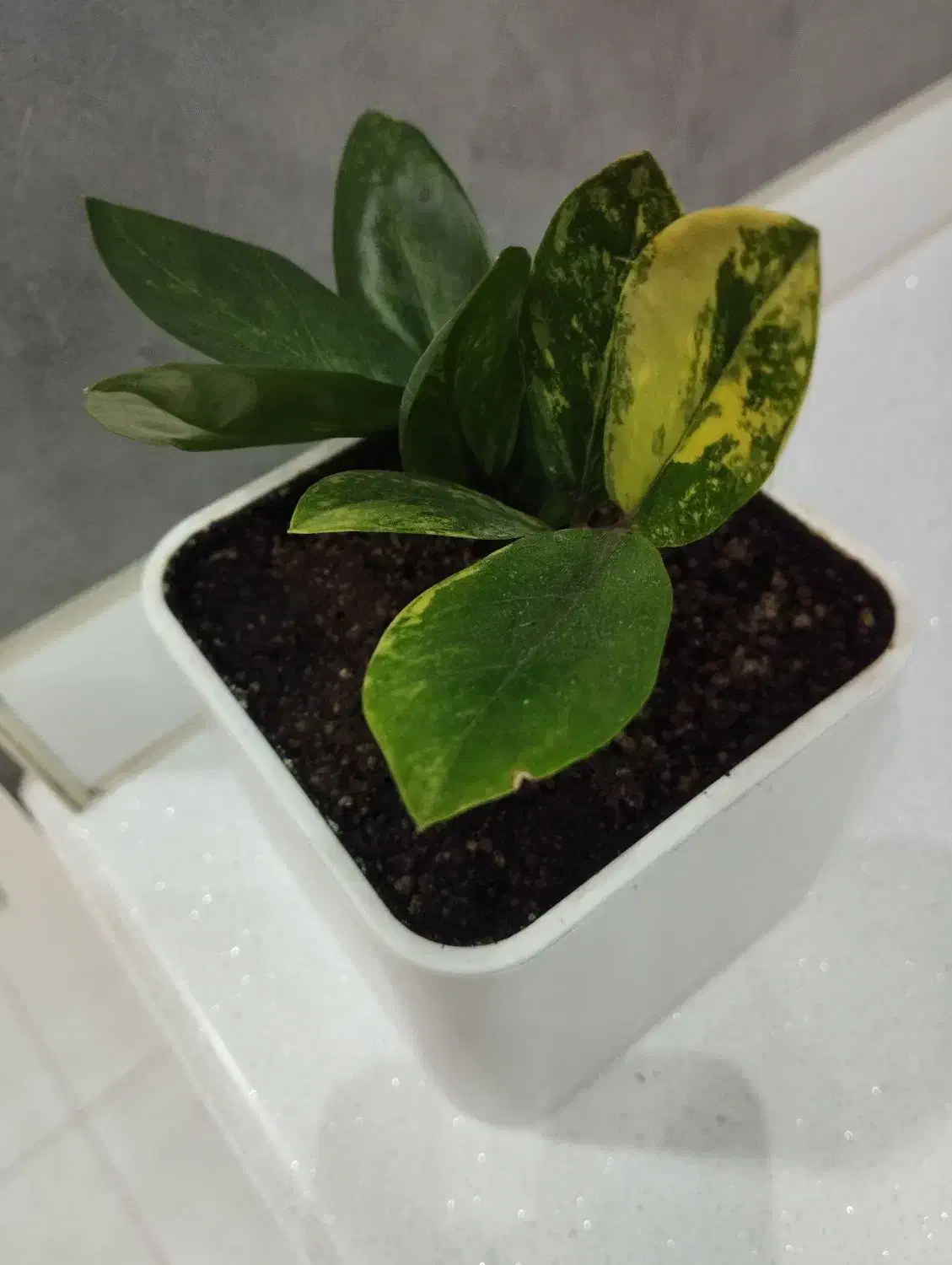 فروش زامو فیلیا ابلق|گل و گیاه طبیعی|شهرکرد, |دیوار