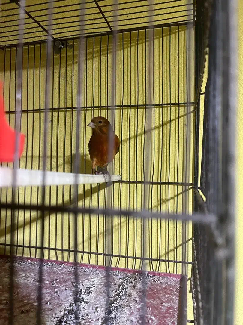 قناری سرخ نر|پرنده|صدرا-فارس, فاز ۱|دیوار