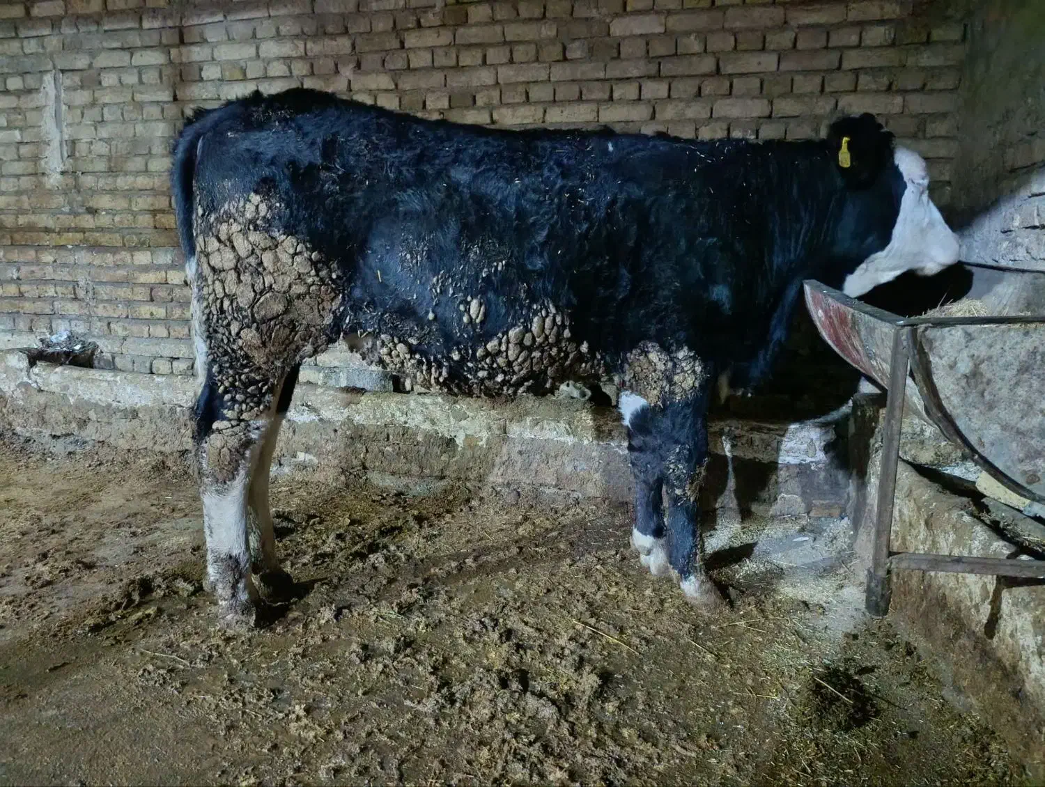 گوساله|حیوانات مزرعه|جوکار, |دیوار