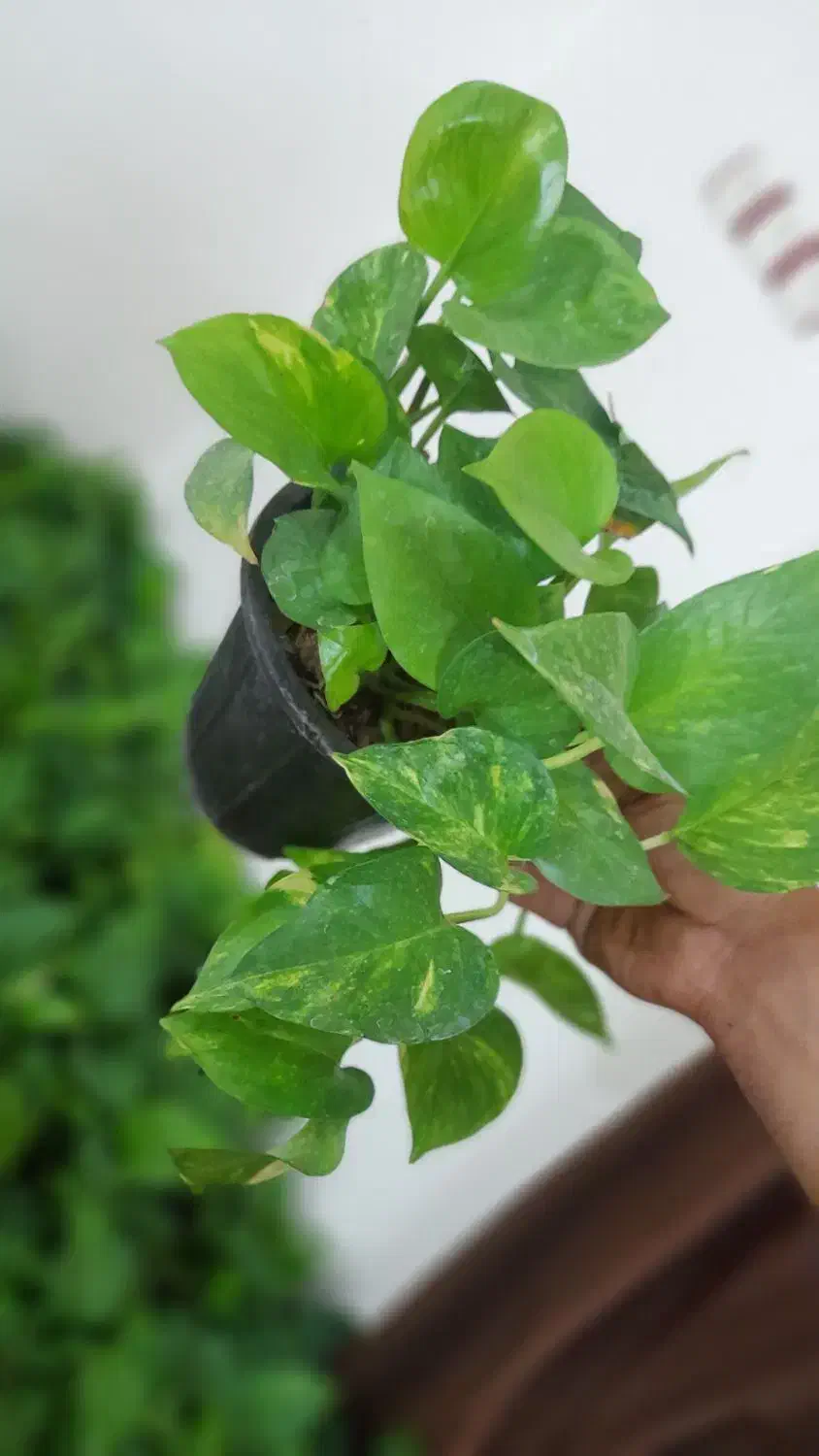 گیاه زیبای پتوس|گل و گیاه طبیعی|اهواز, شریعتی جنوبی|دیوار