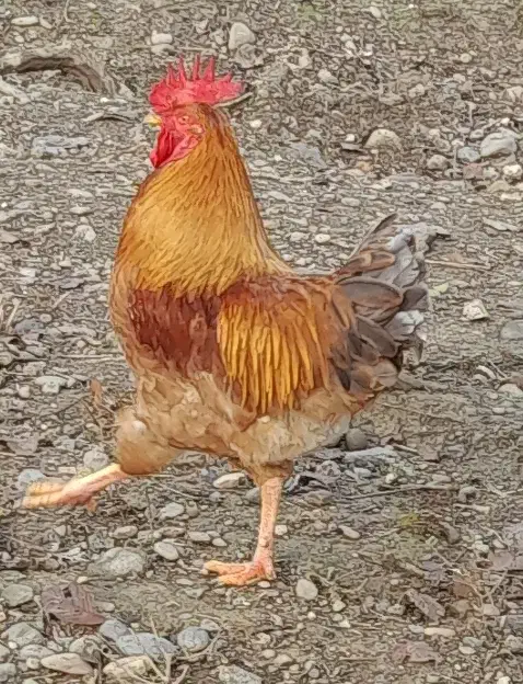 مرغ وخروس|حیوانات مزرعه|رشت, لاکان شهر|دیوار